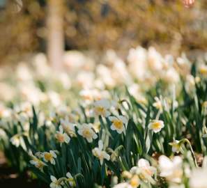 Spring flowers