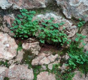 Shamrocks and moss on top of rocks