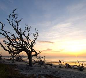 Weathered driftwood lines this hauntingly beautiful beach on Jekyll Island, Georgia