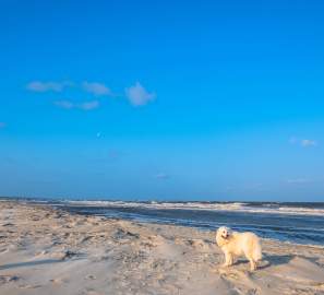 A playful dog enjoys the pet-friendly beaches on the Georgia Coast