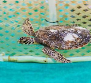 Turtle swimming at the Georgia Sea Turtle Center