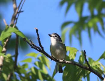 Bird at Cullinan Park