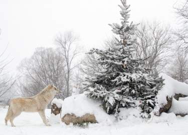 Greater Lafayette Winter Adventures List