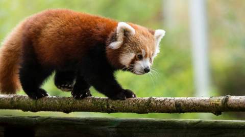 COL - Gallery Image - Colchester Zoo Red Panda