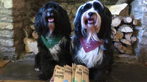 Two dogs sitting by a fireplace