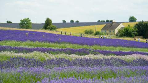 cotswold lavender