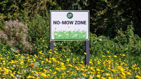Bright yellow wildflowers surround a No-Mow Zone sign at The Cotswold Range