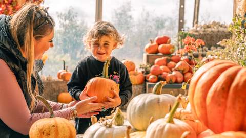 picture of the pumpkin patch at Cotswold Farm Park. Various size pumpkins and a lady and young boy holding a pumpkin.