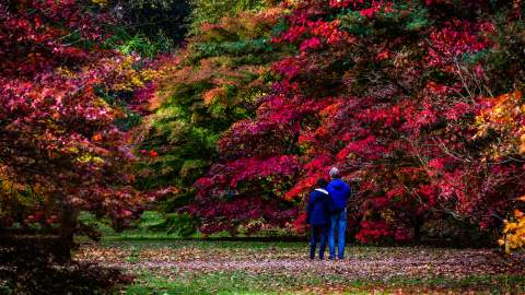 Westonbirt - The National Arboretum trees in the autumn, a couple look on to the trees with red and orange leaves