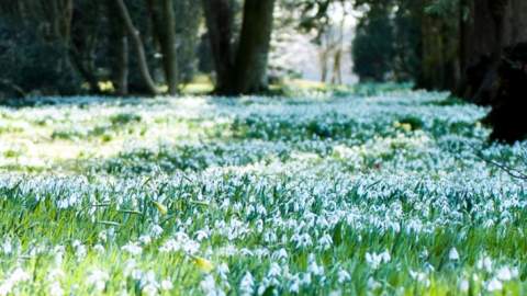 Snowdrops in the Cotswolds