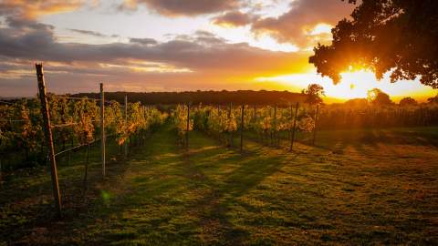 Blabers Hall Vineyard sunset