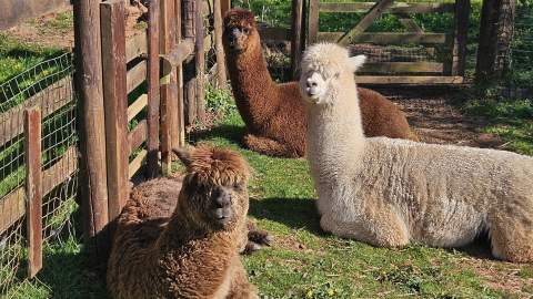 Three alpacas rest on green grass near a wooden fence, basking in sunlight. Their soft, fluffy fur adds a serene and cozy feel to the pastoral setting.