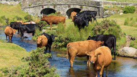 Dartmoor Cows