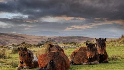 Four ponies rest on a grassy hillside under a dramatic, cloudy sky. The scene is serene, with hilly landscape and moody tones.