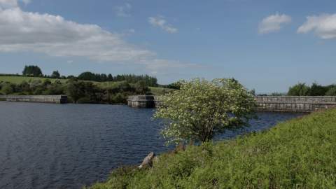 A tranquil lake with clear blue water is surrounded by lush green grass and shrubs under a bright blue sky. A flowering tree stands by the water's edge.