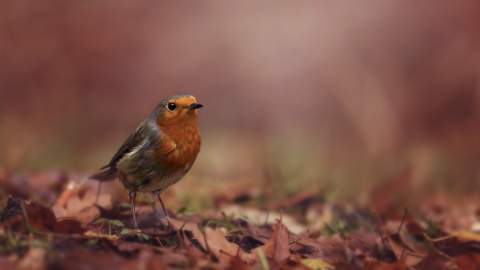 Autumn Wildlife to Spot Around Sidmouth