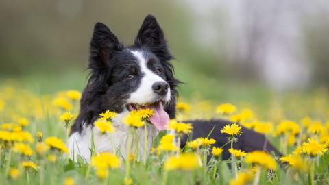 dog chilling on a meadow