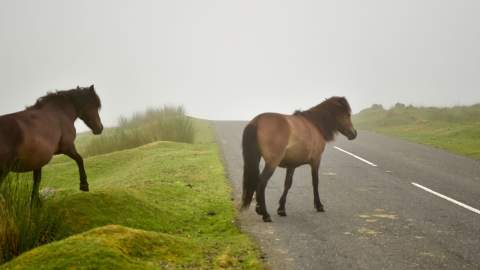 dartmoor ponies