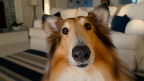 fluffy dog in a room