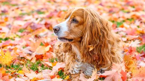 dog in autumn leaves