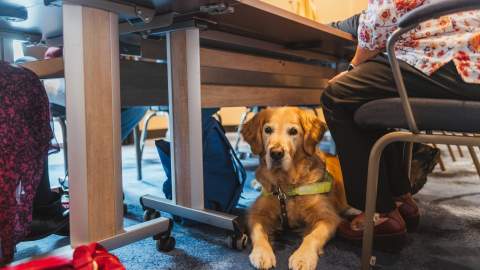 A calm golden retriever wearing a harness lies under a conference table during a meeting, surrounded by chairs, bags, and people seated at the table.