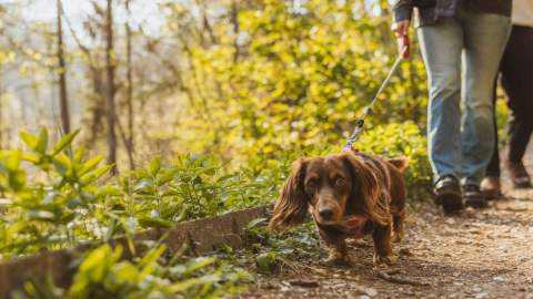 A close up of a small brown dog on a lead walking through a woodland in East Yorkshire with his two owners.