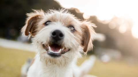 A small white and brown dog