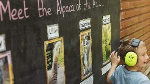A child wearing ear defenders looks at a chalkboard display introducing alpacas at East Park in Hull, featuring photos and names of the animals in a family‑friendly outdoor area.