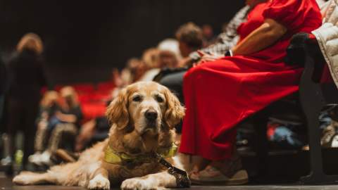 A service dog calmly lying beside a seated audience member inside Hull Truck Theatre, with people gathering before a performance in the accessible theatre space.