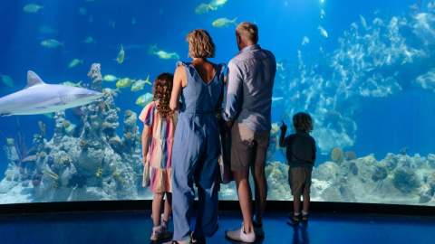 Family looking at a large aquarium display at The Deep in Hull, watching sharks, fish and coral habitats through a panoramic viewing window.