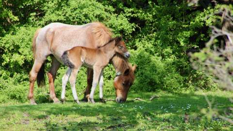 Mother and Foal