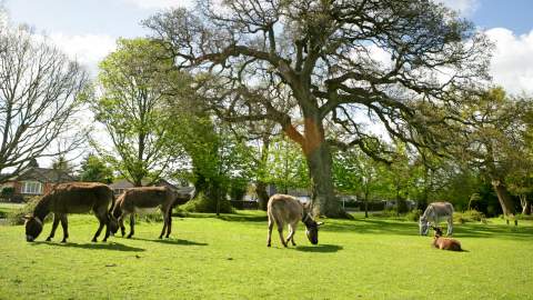 Brockenhurst 2
