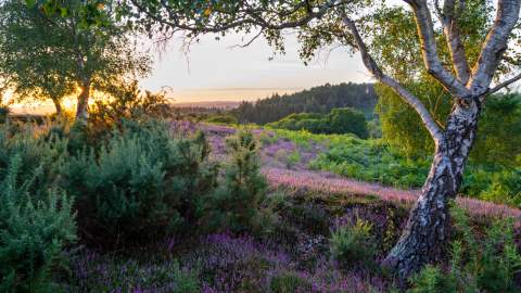 Heathland in a summer sunset in the New Forest