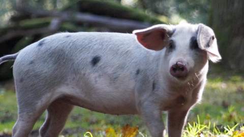 Pannage Pig in the New Forest
