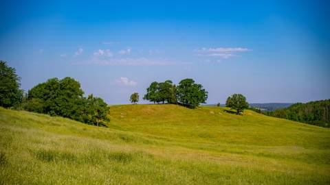 Rolling green meadows along the pilgrim path Borgleden.
