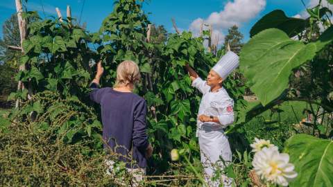 Smakfulle Haldenkanalen - Curtisen