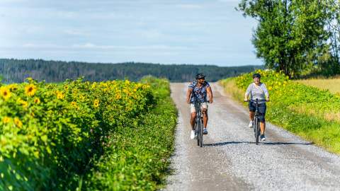 Sykling på grusvei mellom åkere av solsikker