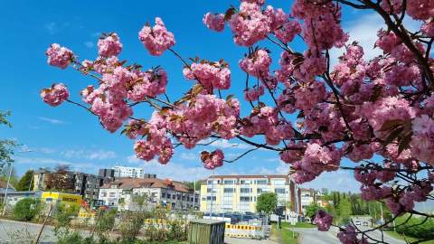 Vår i Halden