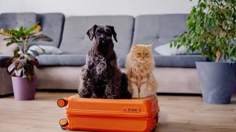 Sort hund og lysebrun katt sitter på en oransje koffert i en stue