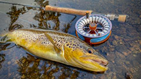 A big seatrout laying next to a fly fishing rod