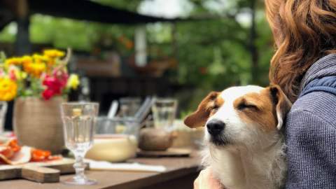 Dog on owners lap at table