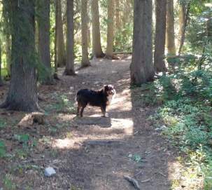 Dog on Trail
