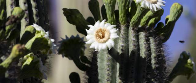 Blooming Saguaro Cactus