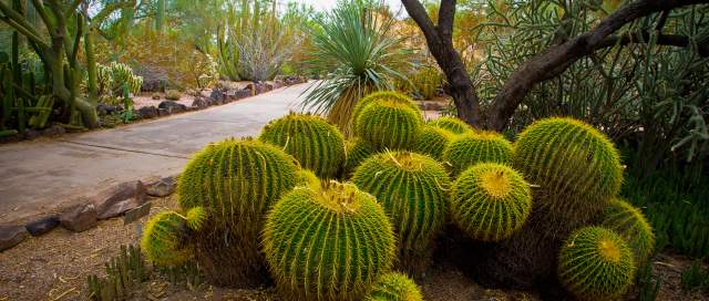 A Cactus At The Desert Botanical Garden In Chandler, AZ