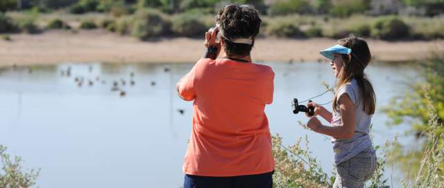 Birding at Chandler Veterans Oasis