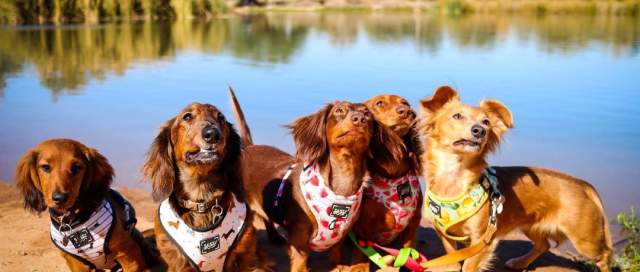 Dogs at Veterans Oasis