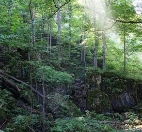 Cave Springs Conservation Area