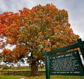 Comfort Maple Conservation Area
