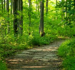 Bruce Trail