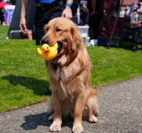 Your Guide to Renton River Days Weekend: Make It a Renton Weekend!
